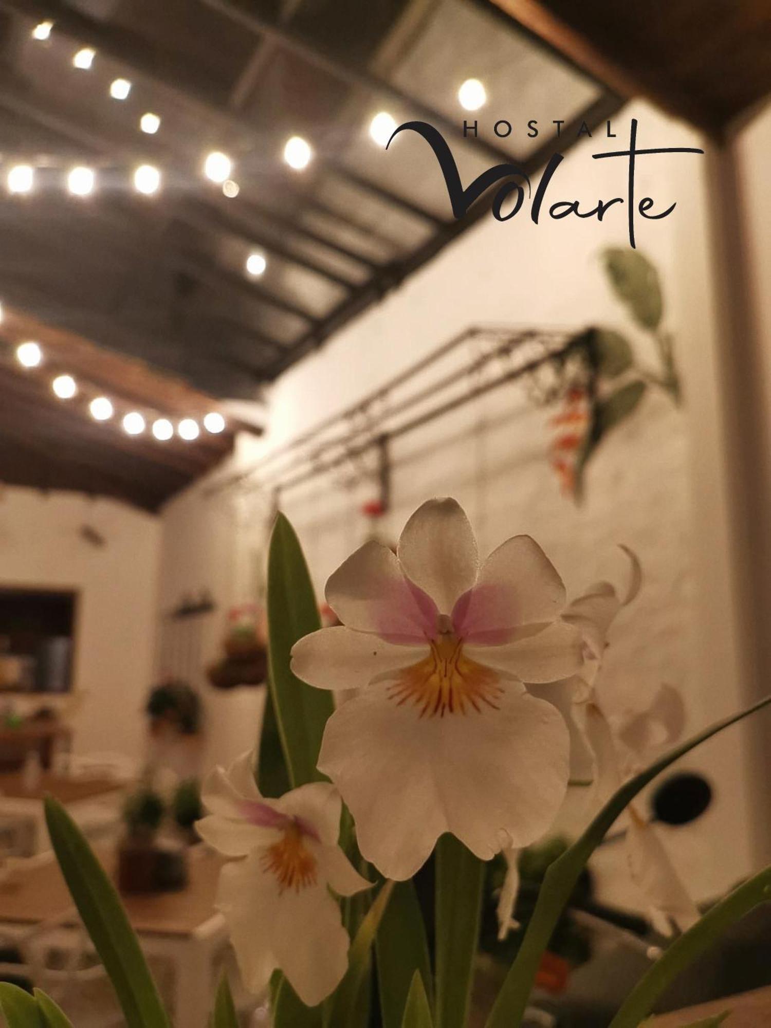 Volarte Hostal 하르딘 외부 사진